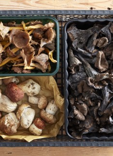 Stephen Harris for The Telegraph Food and Drink - Photography by Andrew Twort